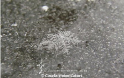 one snow-Crytal on the frozen lake by Claudia Weber-Gebert 